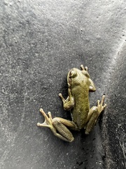 Dendropsophus molitor