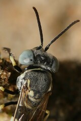 Microbembex monodonta