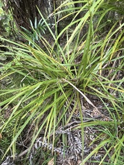 Cordyline pumilio