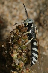 Microbembex monodonta