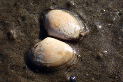 Macoma
