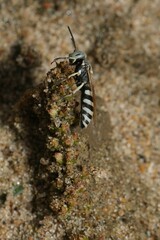 Microbembex monodonta