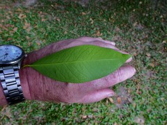 Syzygium tierneyanum