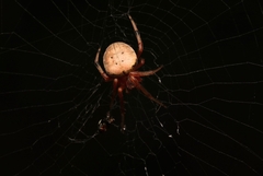 Araneus thaddeus