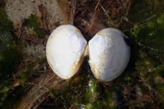 Macoma