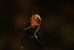 Araneus thaddeus