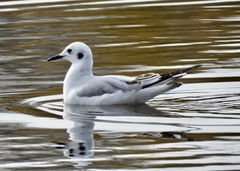 Chroicocephalus philadelphia