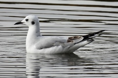 Chroicocephalus philadelphia