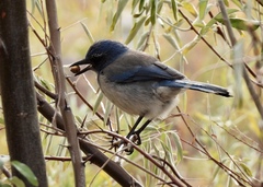 Aphelocoma californica