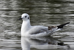 Chroicocephalus philadelphia