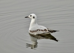 Chroicocephalus philadelphia