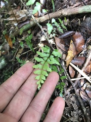 Lindsaea trichomanoides