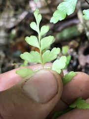 Lindsaea trichomanoides