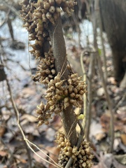Cuscuta compacta