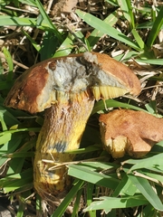 Pulchroboletus rubricitrinus