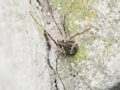 Lacinius dentiger