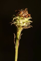 Symphyotrichum anomalum