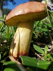 Pulchroboletus rubricitrinus