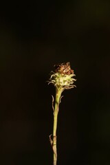 Symphyotrichum anomalum