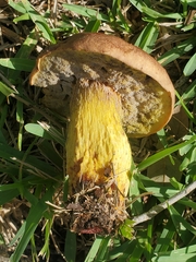 Pulchroboletus rubricitrinus