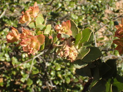 Arctostaphylos refugioensis