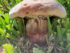 Pulchroboletus rubricitrinus