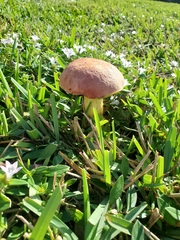 Pulchroboletus rubricitrinus