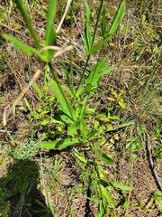 Penstemon multiflorus
