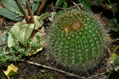 Parodia werdermanniana