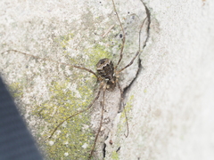 Lacinius dentiger