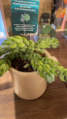 Sedum morganianum