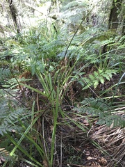 Dicksonia lanata