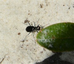Cicindela abdominalis