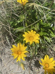 Gazania rigens