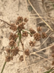 Cyperus pseudovegetus