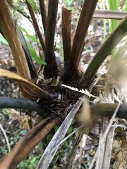 Dicksonia lanata
