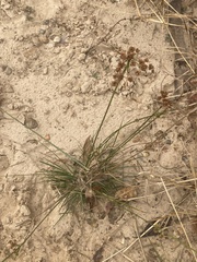 Cyperus pseudovegetus