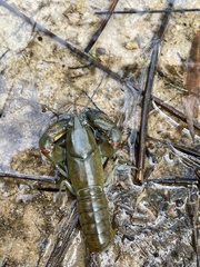 Cherax destructor