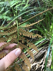 Dicksonia lanata
