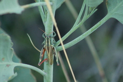 Melanoplus thomasi