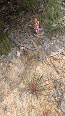 Stylidium