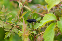 Paracyphononyx funereus