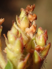 Arctostaphylos refugioensis