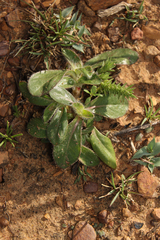 Gomphrena celosioides