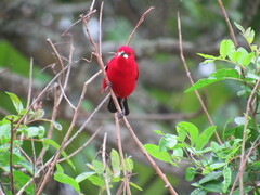 Ramphocelus bresilius