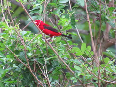 Ramphocelus bresilius
