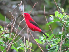 Ramphocelus bresilius