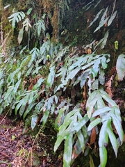 Blechnum colensoi