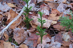 Dendrolycopodium hickeyi