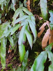 Blechnum colensoi